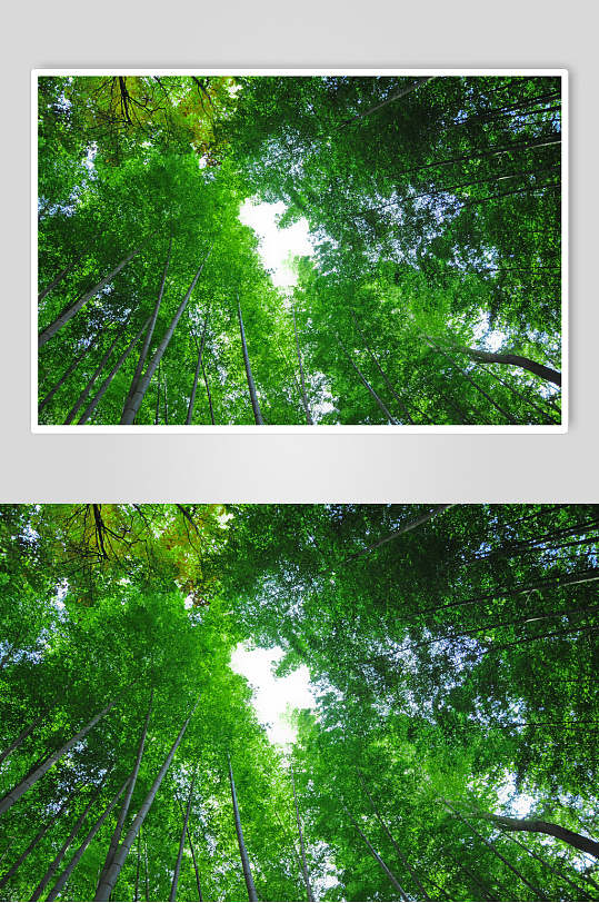 绿色竹子竹林仰视高清图片
