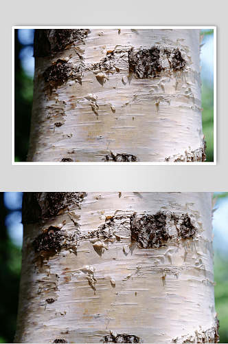 树皮树纹摄影图片