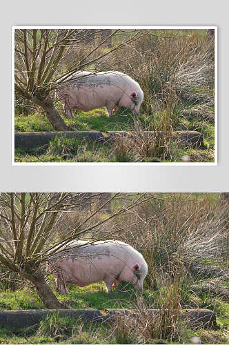 粉色猪烤乳猪外景摄影图