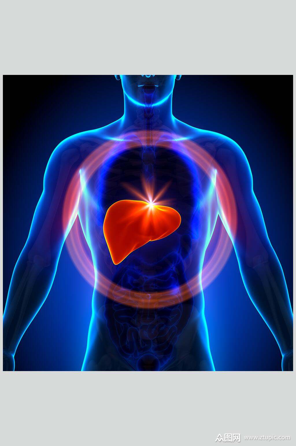 抽象心脏肺部人体器官图片素材