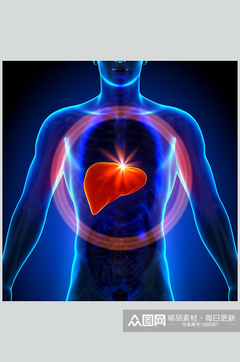 抽象心脏肺部人体器官图片素材