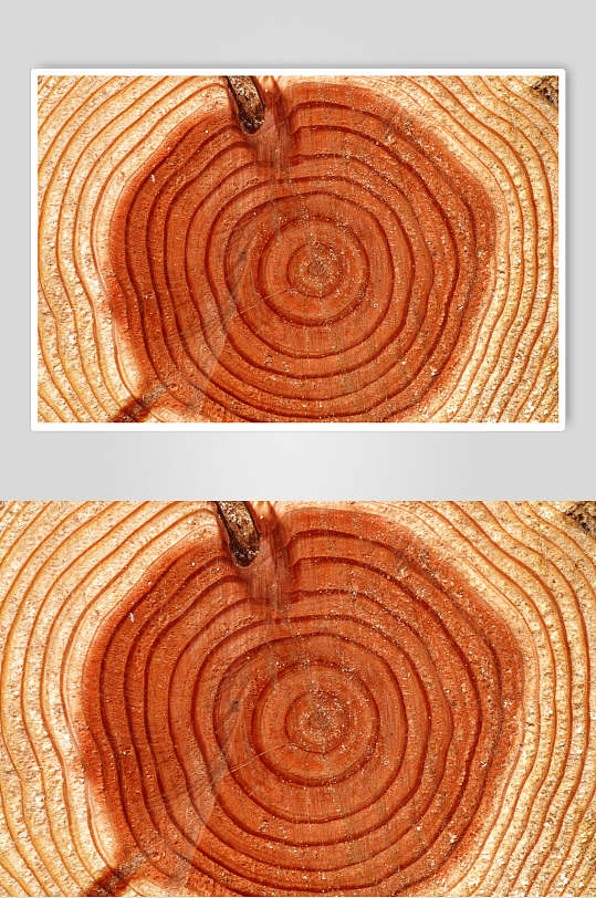 花状树皮树纹高清图片