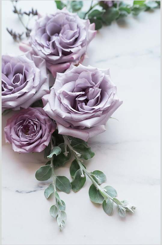 优雅紫色玫瑰花花朵清新文艺景物图片图片