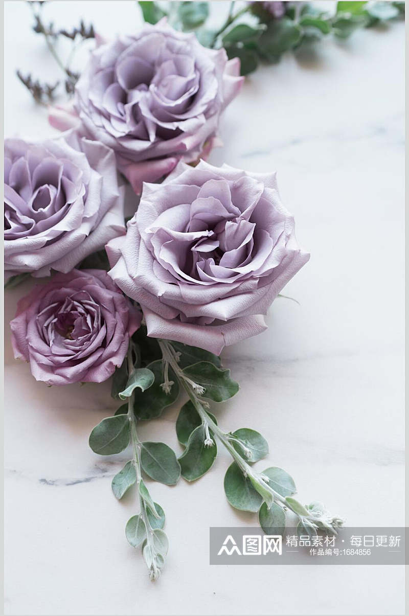 优雅紫色玫瑰花花朵清新文艺景物图片图片素材