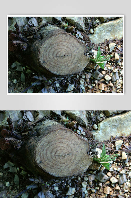 小树墩树皮树纹高清图片