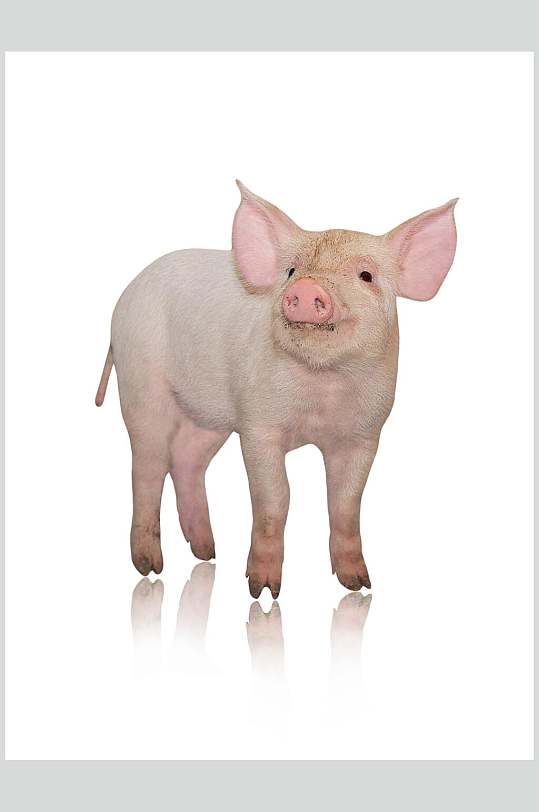 肉色可愛(ài)豬圖片