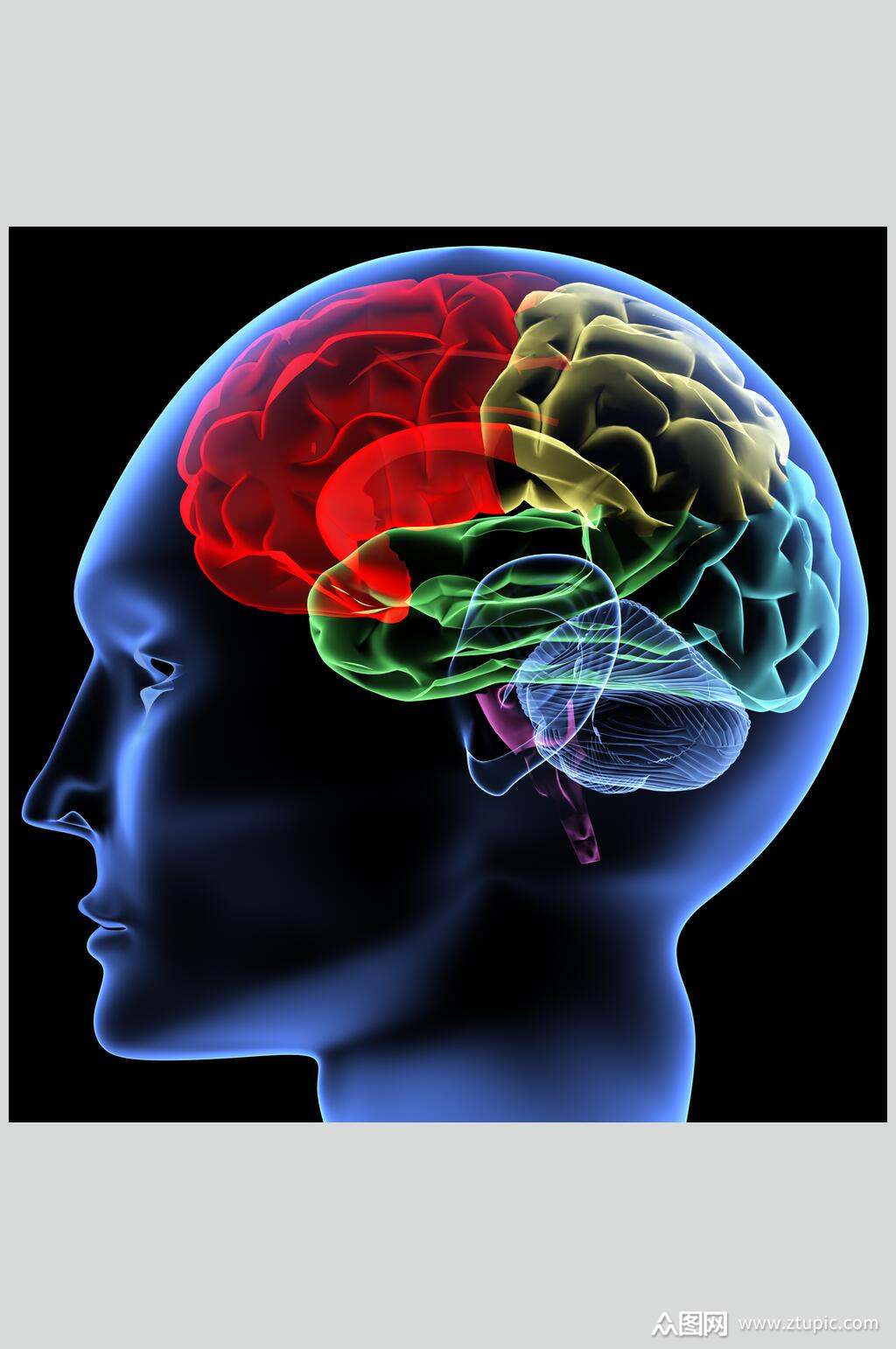 大脑心脏肺部人体器官高清摄影图片