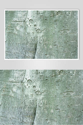 树皮树纹高清图片