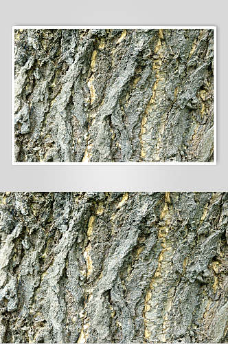 灰色树皮树纹细节高清图片
