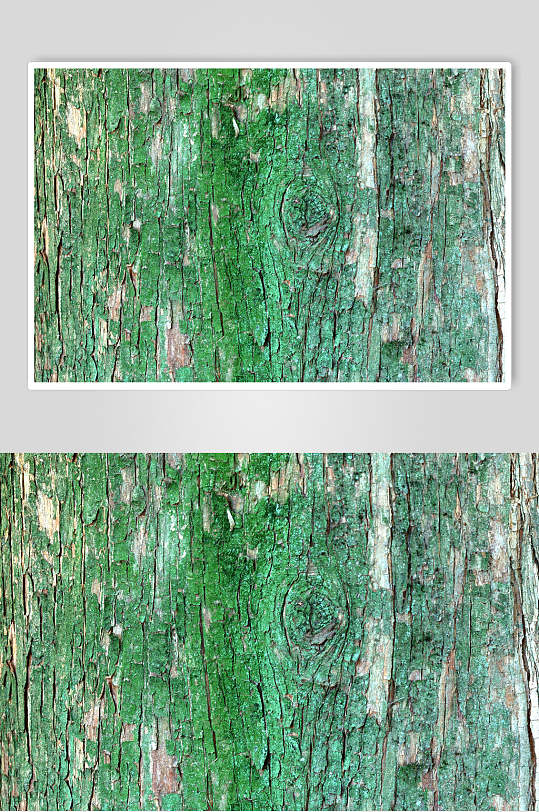 树皮树纹纹理苔藓树摄影视觉