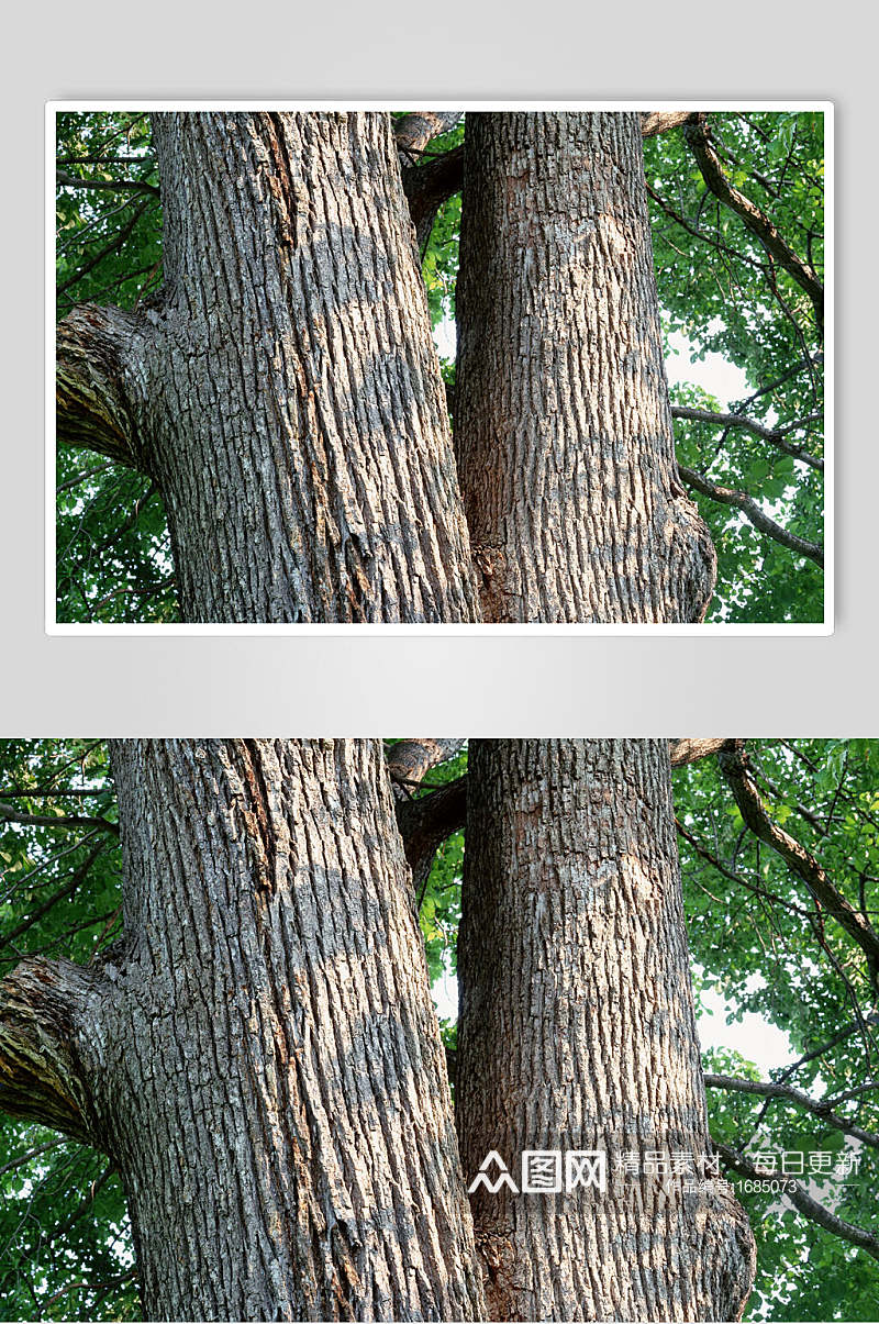树皮树纹大树绿荫高清摄影图素材