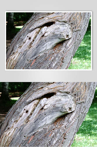 年老树皮泛白树纹高清图片