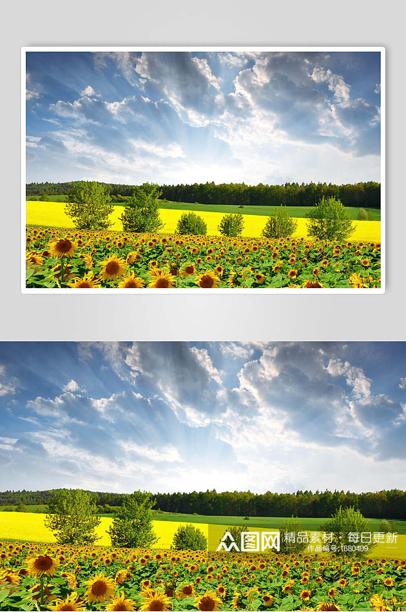 绿色植物向日葵清新摄影图 植物摄影图素材