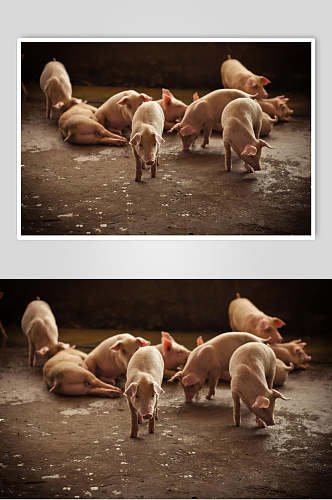 慵懒猪猪群摄影图