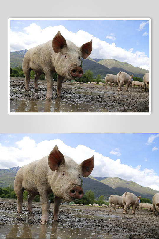 戏泥淌水白猪高清图片