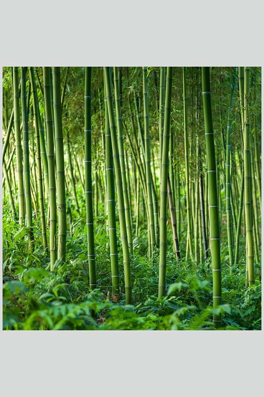 竹子竹林生长图片