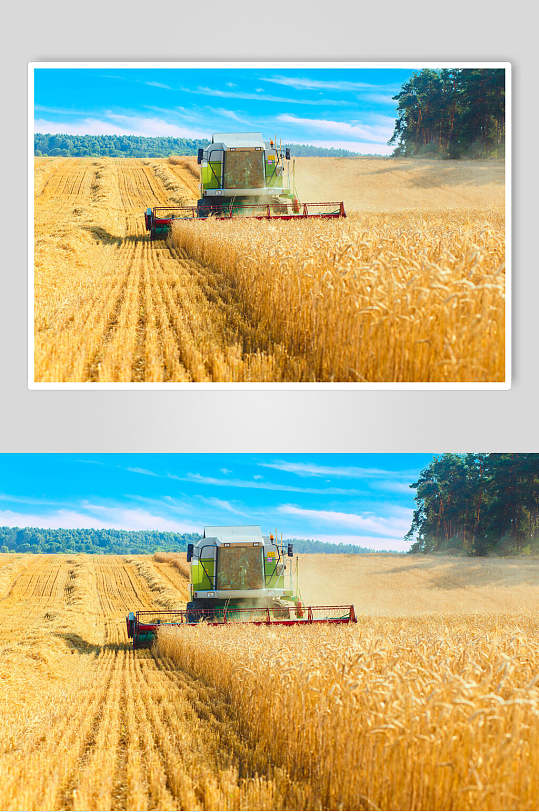 收割机金黄小麦高清图片-众图网