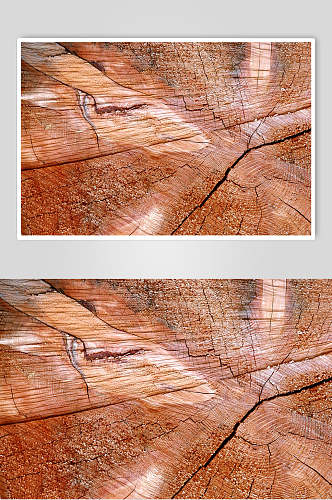 裂纹树皮树纹图片