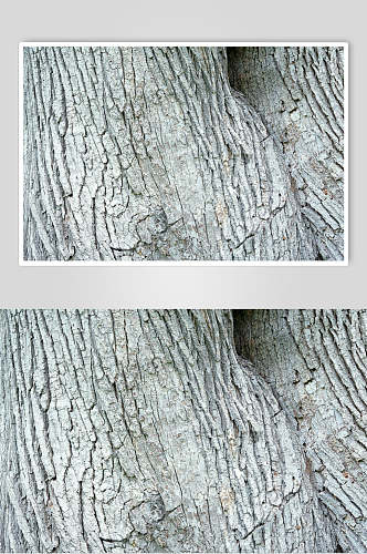 树皮树纹条纹纹理植物观察摄影视觉