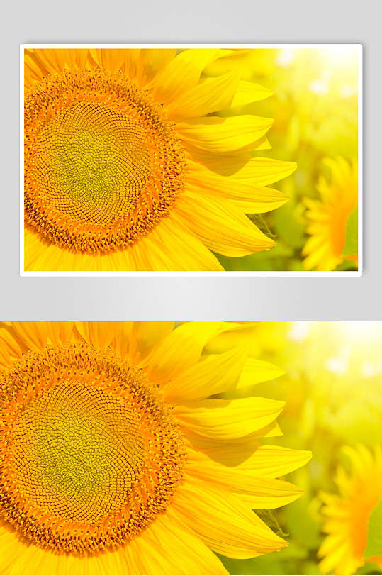 温暖阳光黄色正面向日葵细节图片