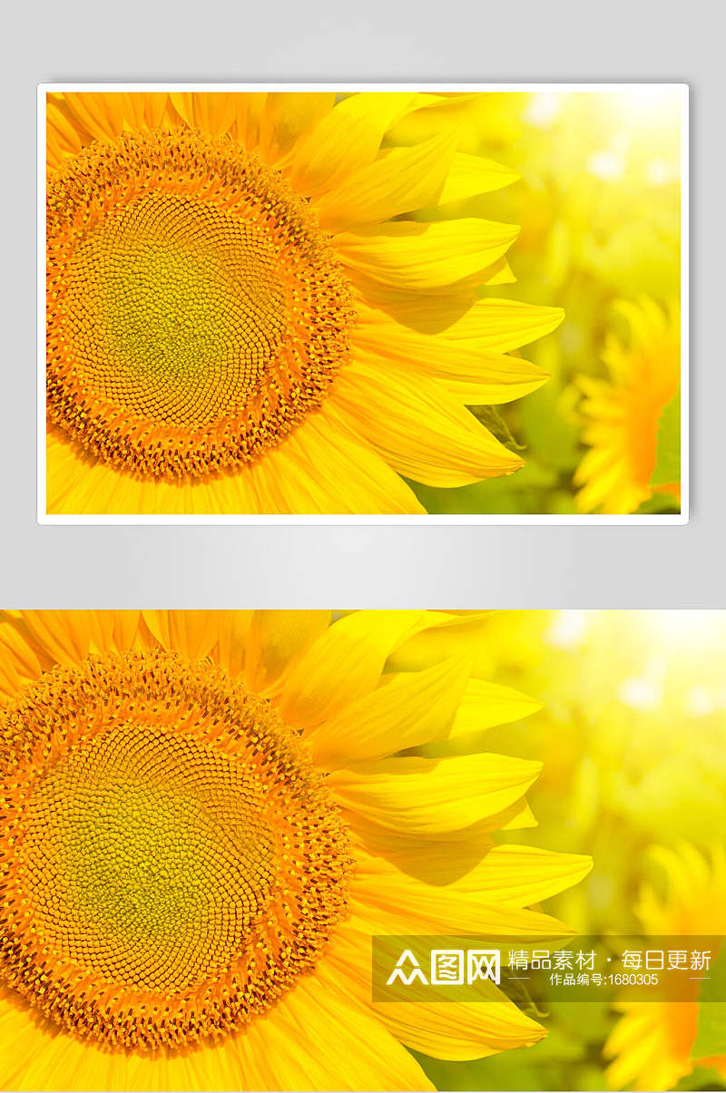 温暖阳光黄色正面向日葵细节图片素材