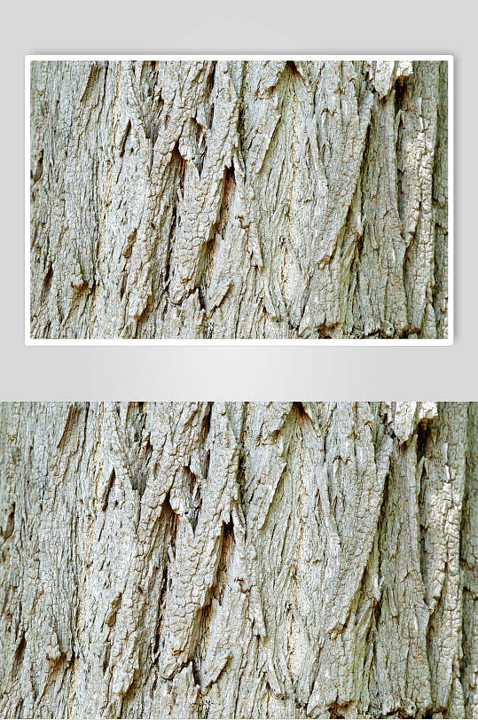 粗糙树皮树纹高清图片