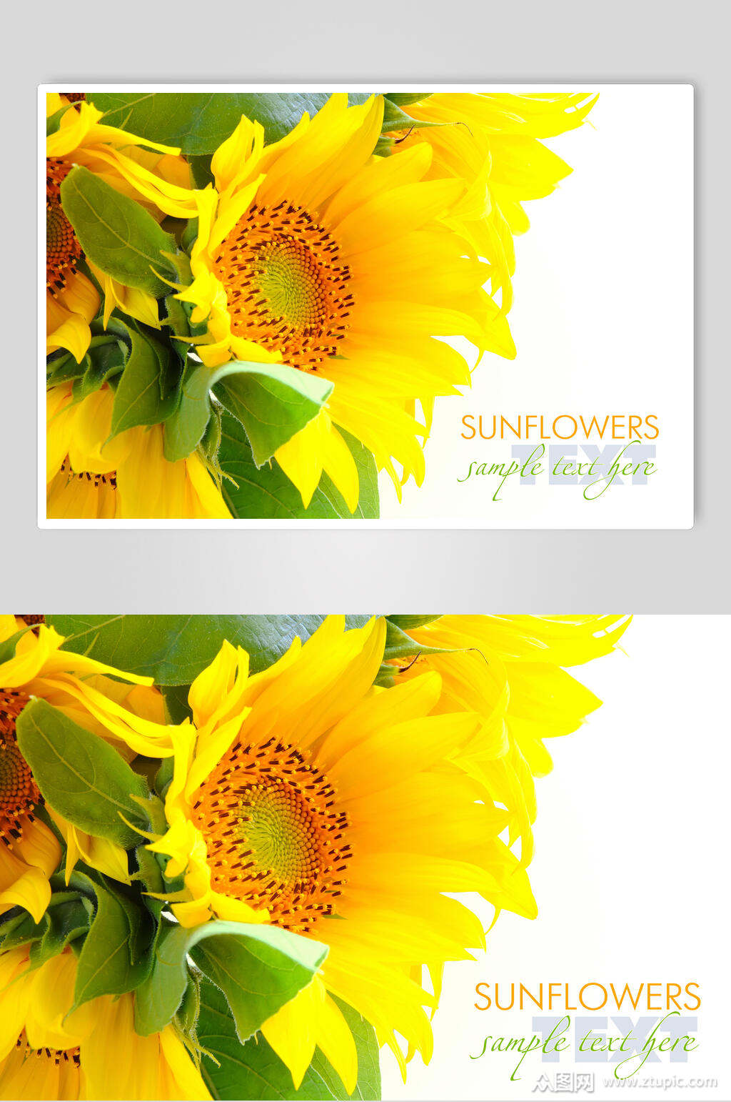 黄色新鲜向日葵图片模板下载-编号1683681-众图网