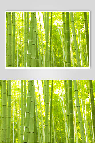 高耸入云绿色竹子竹林