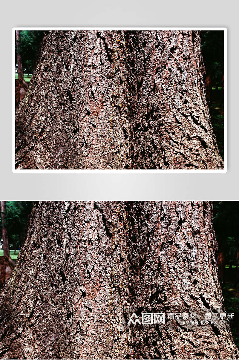 高清树皮树纹近景图片素材