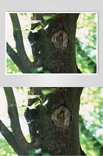 树皮树纹苔藓树洞摄影视觉