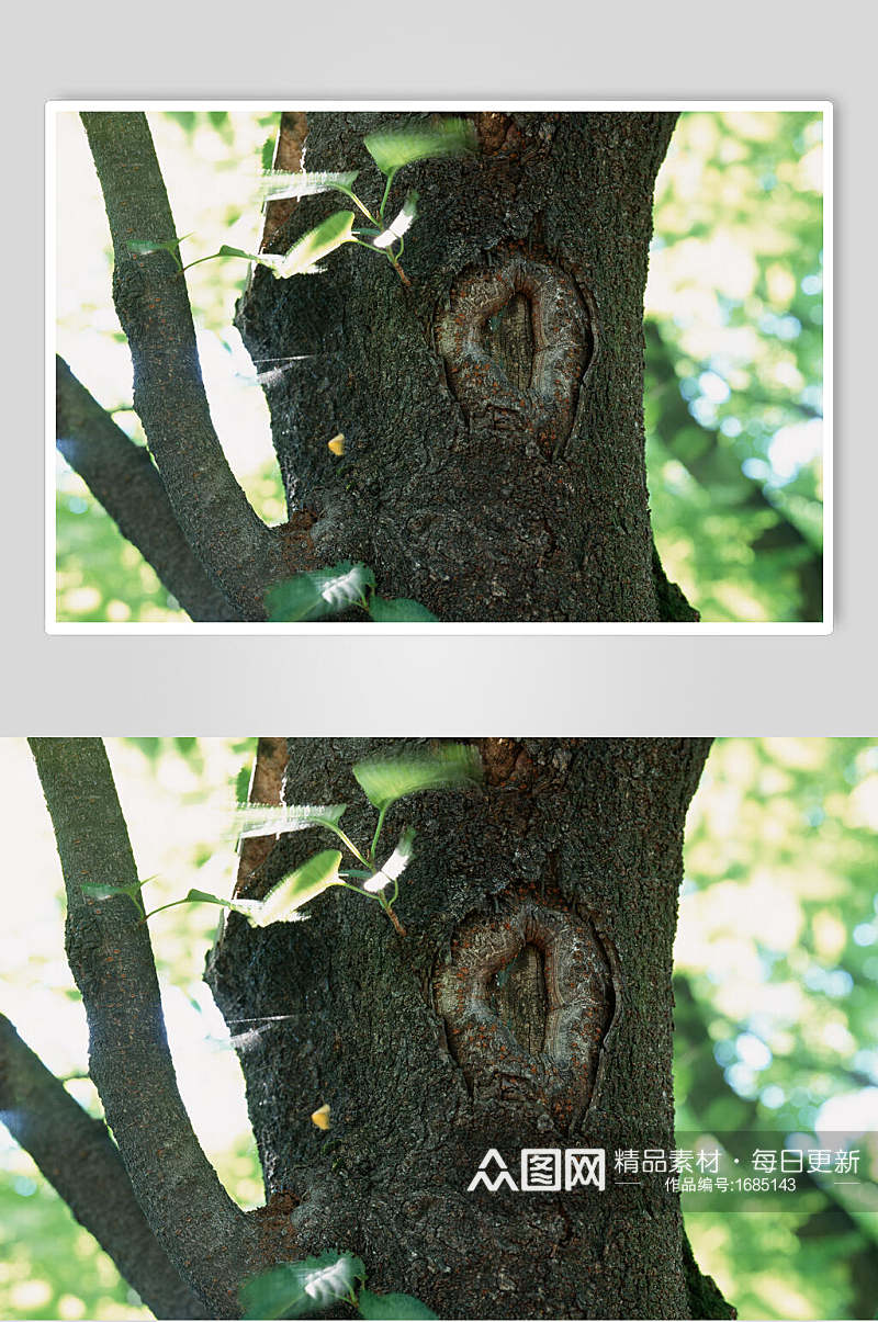 树皮树纹苔藓树洞摄影视觉素材