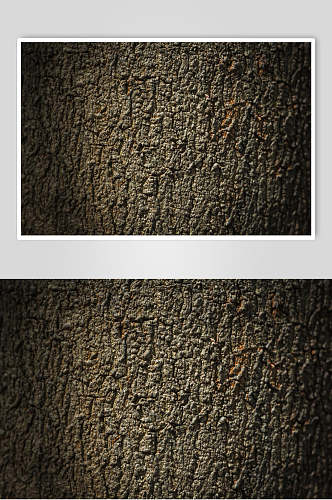 细致树皮树纹理摄影图图片