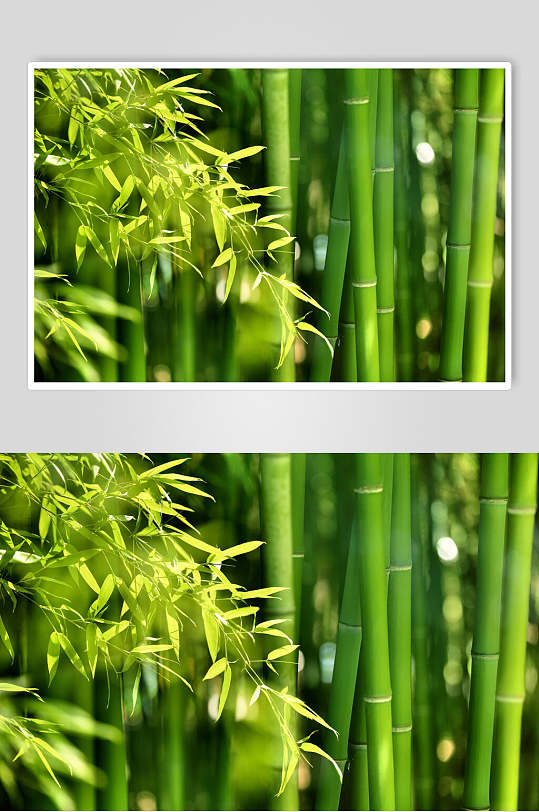 清新竹子竹林图片-众图网
