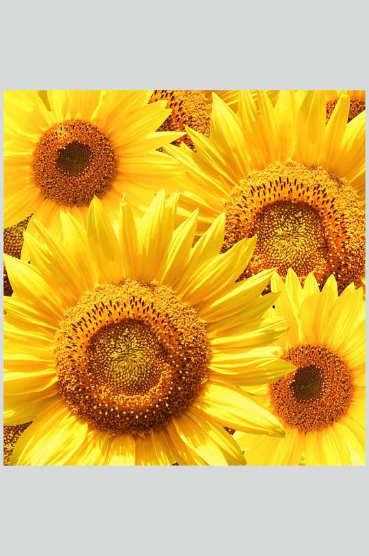 鲜黄向日葵高清摄影图