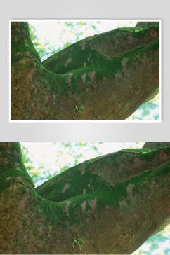 绿色青苔树皮树纹高清图片
