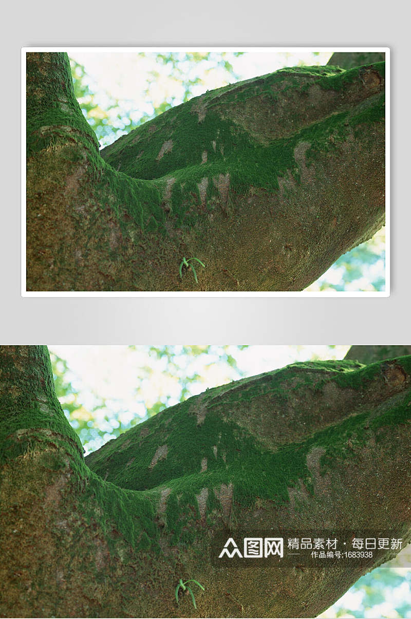 绿色青苔树皮树纹高清图片素材