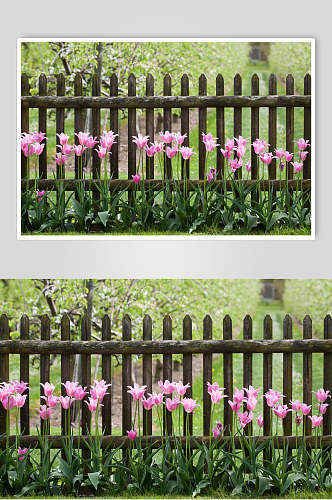 水仙花私人别墅花圃池塘高清摄影图片