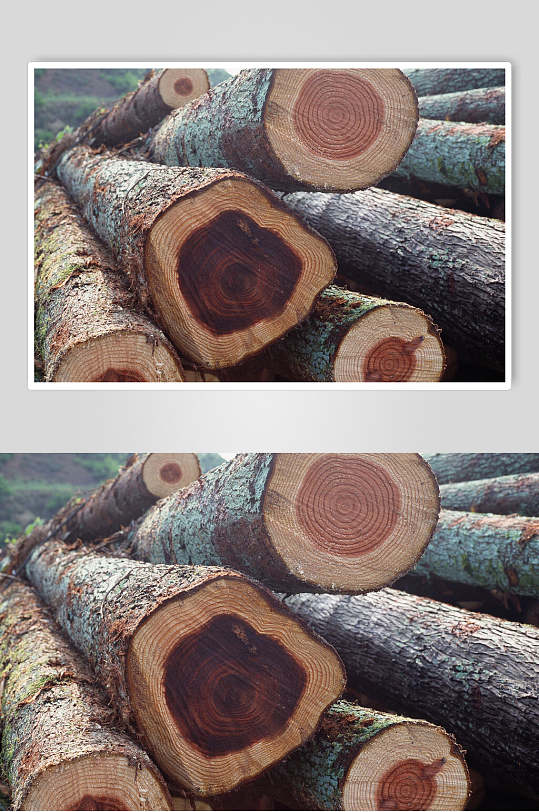 树皮树纹木材年轮高清近景图片