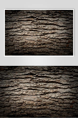 实拍树木纹理树皮摄影图