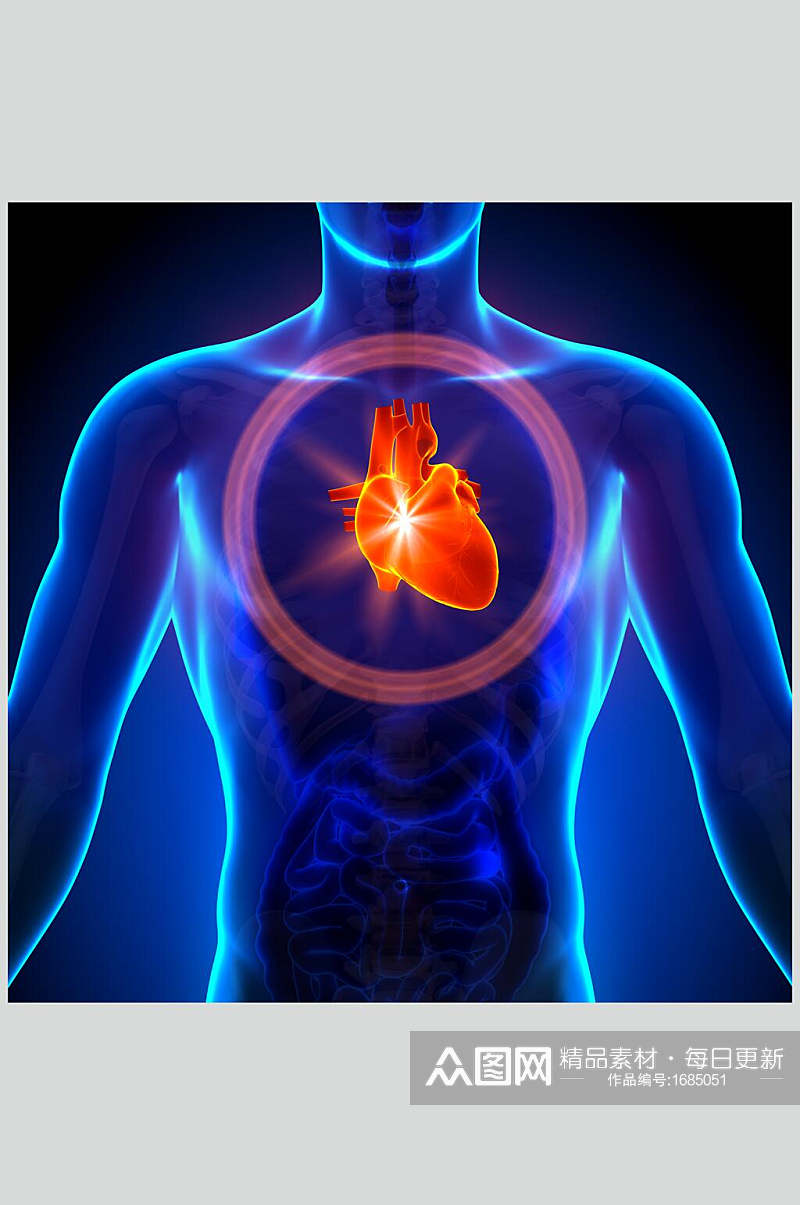 彩色心脏肺部人体器官高清摄影图片素材