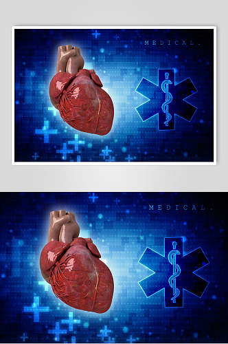 心脏肺部人体器官近景高清图片