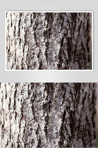 树皮树纹高清摄影图片