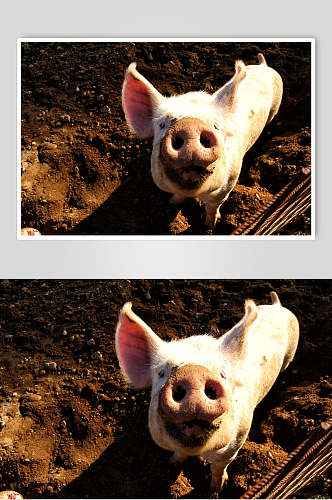 猪头高清饲养猪摄影图