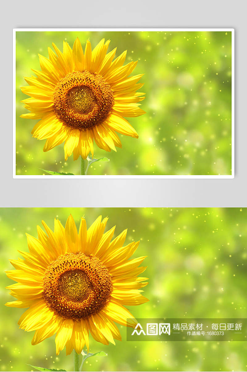 阳光向日葵摄影图素材