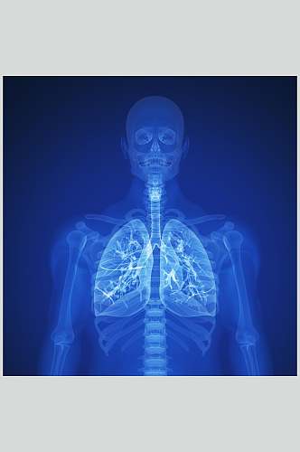 心脏肺部人体器官高清摄影图片