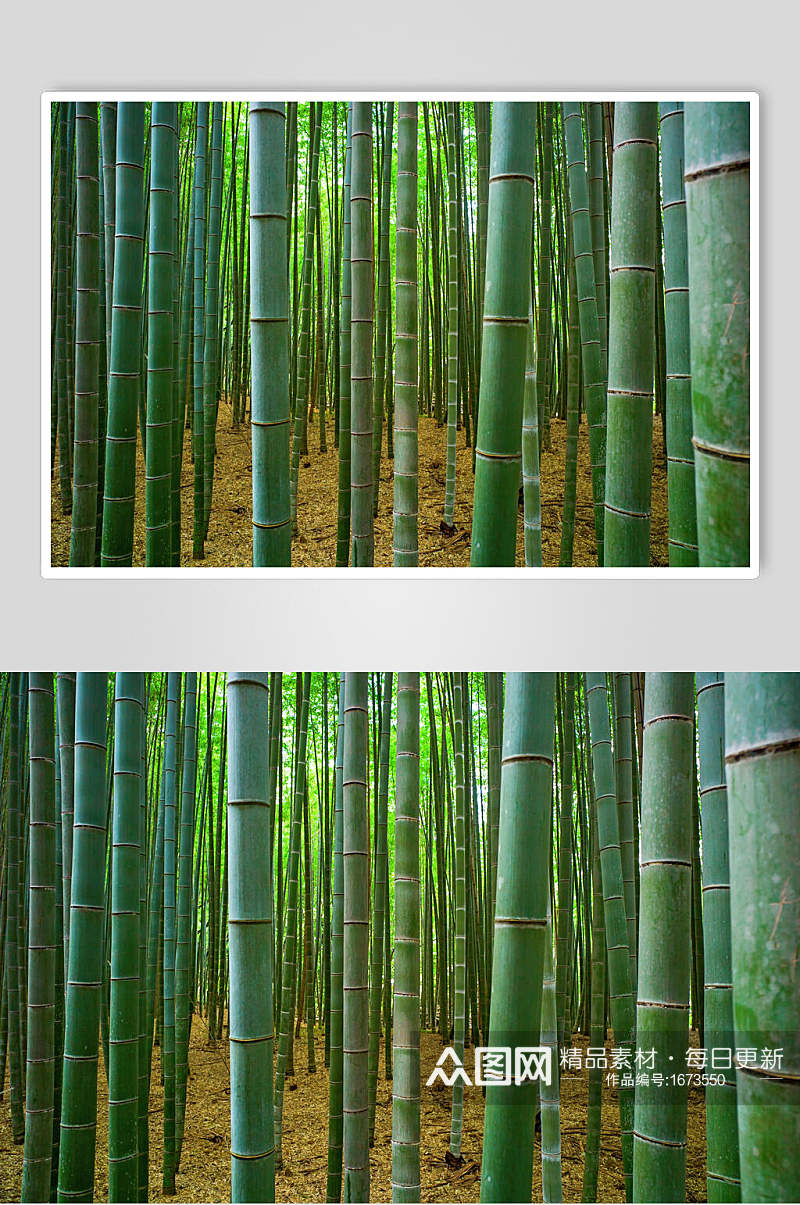 野生竹子竹林高清图片素材
