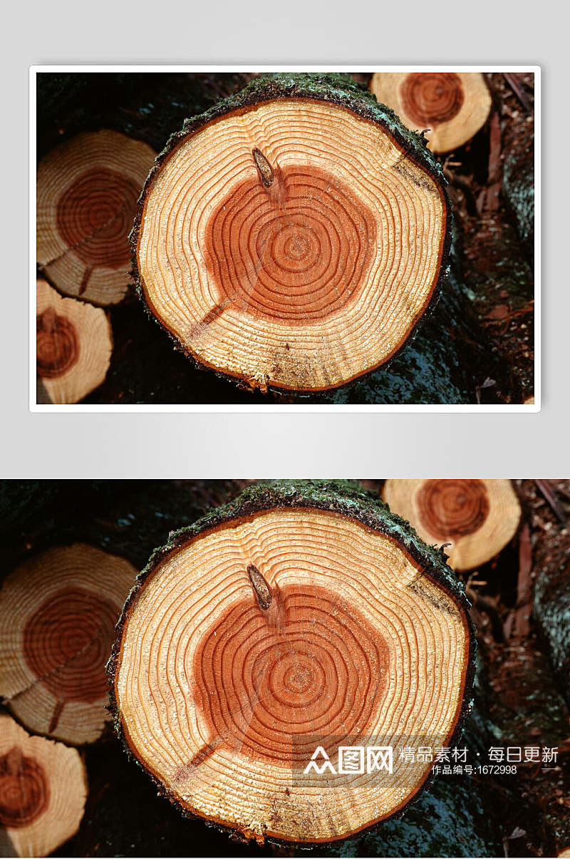 树皮树纹年轮高清图片素材