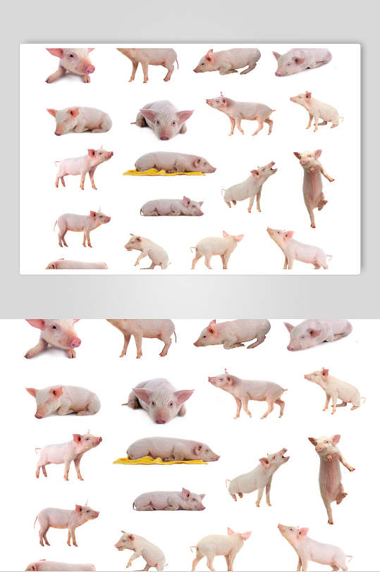 白色背景各种猪干净的猪摄影图