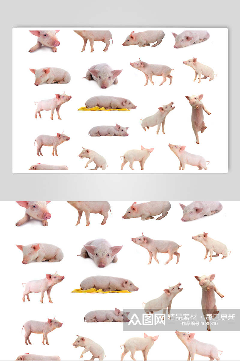 白色背景各种猪干净的猪摄影图素材