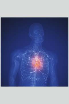 简约心脏肺部人体器官图片